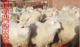 绒山羊价格最新爆料,最新价格爆料揭秘